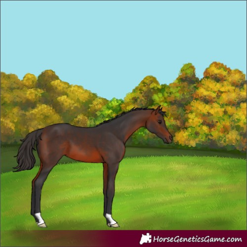 Horse Color:Bay 