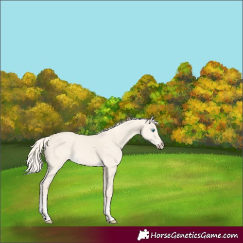 Horse Color:Cremello Dun 