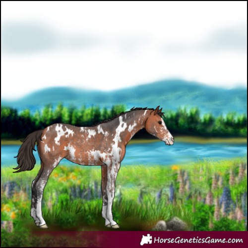 Horse Color:White Spotted Bay Sabino Appaloosa 