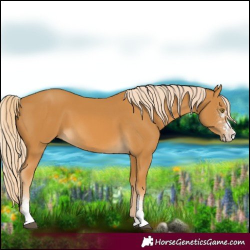 Horse Color:Palomino Sabino 