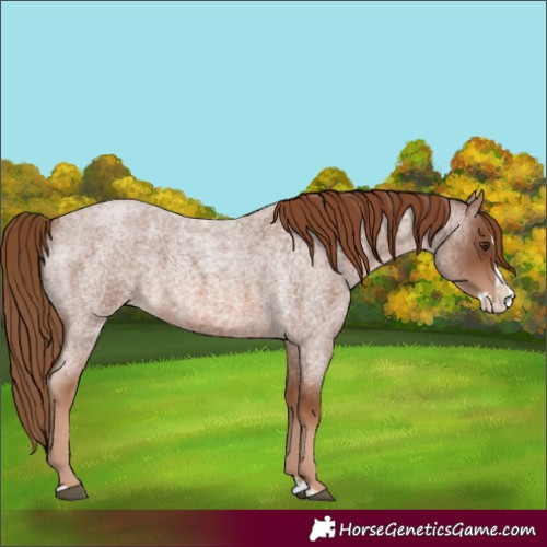 Horse Color:Red Roan Splash 