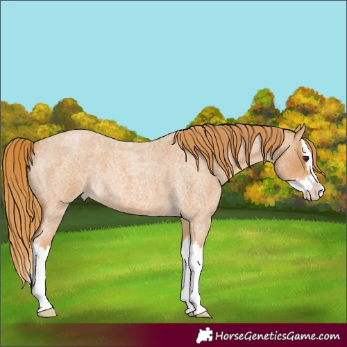 Horse Color:Red Roan Splash 