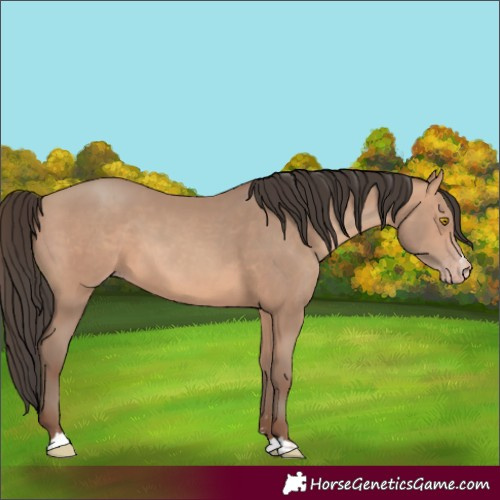 Horse Color:Amber Champagne 