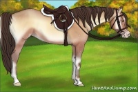 Horse Color:Amber Champagne Onyx 