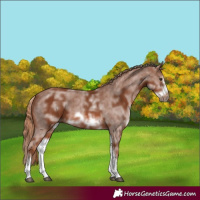 Horse Color:White Spotted Chestnut Sabino Frame 