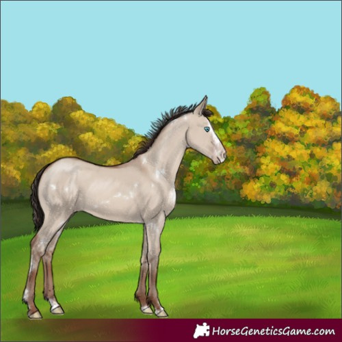 Horse Color:White Spotted Classic Champagne Dun Sabino Splash 