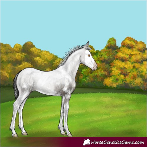 Horse Color:White Spotted Grullo Sabino Splash 