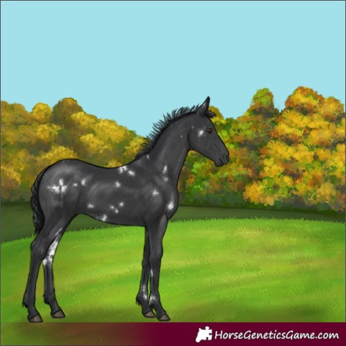 Horse Color:White Spotted Black Rabicano 