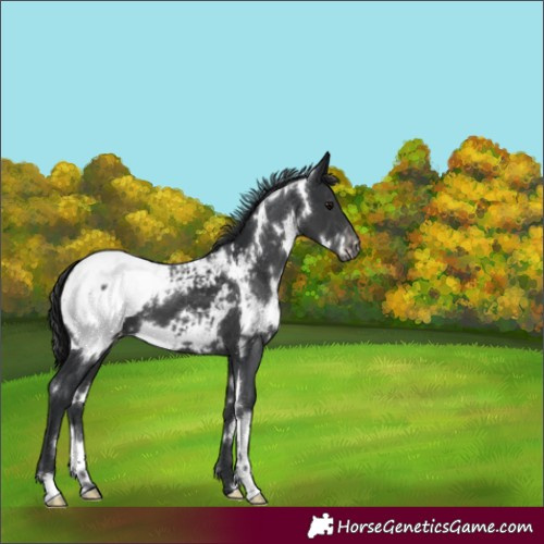 Horse Color:White Spotted Black Snowcap 