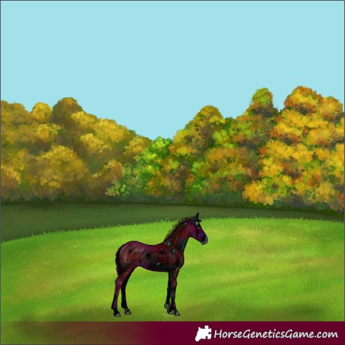 Horse Color:ERROR: UNKNOWN ANOMALY