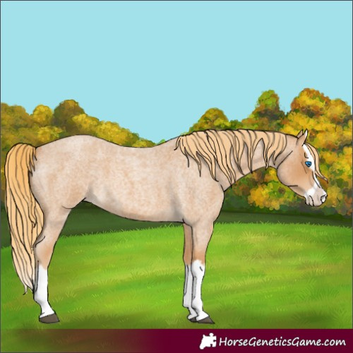 Horse Color:Red Roan Splash 