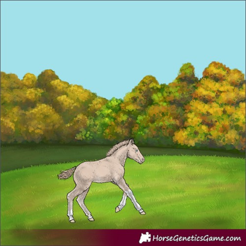 Horse Color:Smoky Creme Tobiano 