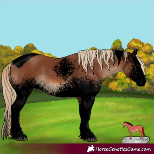 Horse Color:Void White Spotted Chestnut Tobiano Rabicano