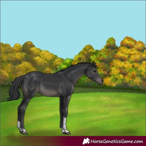 Horse Color:Black Tobiano 