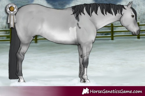 Horse Color:Grullo Chinchilla Tobiano 