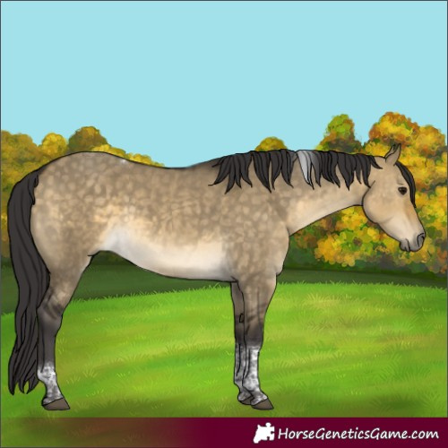 Horse Color:Buckskin Dun Tobiano 