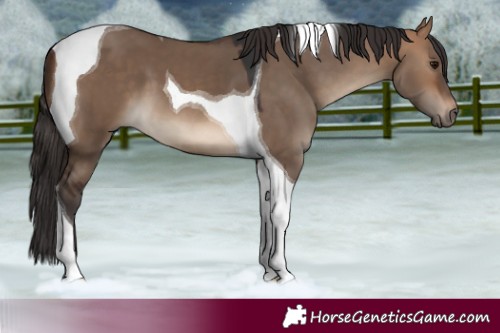 Horse Color:Bay Dun Tobiano 