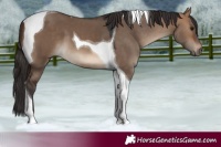 Horse Color:Bay Dun Tobiano