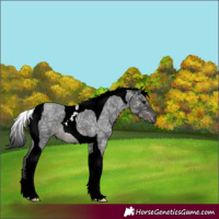 Horse Color:Blue Ice Roan Tobiano 