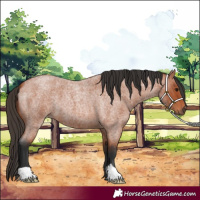 Horse Color:Bay Roan 
