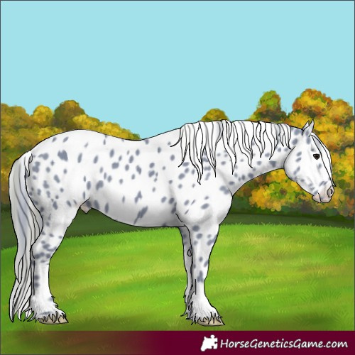 Horse Color:Watercolor Smoky Black Leopard
