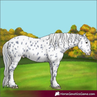 Horse Color:Watercolor Smoky Black Appaloosa