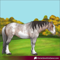 Horse Color:White Spotted Brown Roan Frame 