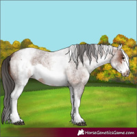 Horse Color:White Spotted Brown Roan Frame 