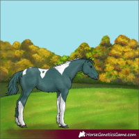 Horse Color:Watercolor Black Tobiano 