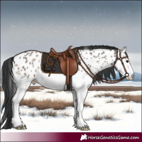 Horse Color:White Spotted Blue Onyx Appaloosa