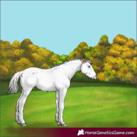 Horse Color:Bay Ice Splash Tobiano 