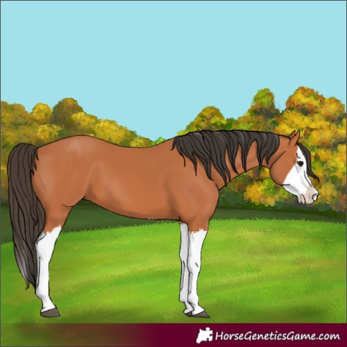 Horse Color:Bay Splash 