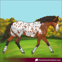 Horse Color:Bay Appaloosa Rabicano 