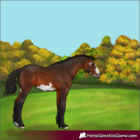 Horse Color:Gray Bay Frame 