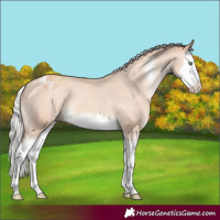 Horse Color:Silver Classic Champagne Dun Sabino Splash Appaloosa 