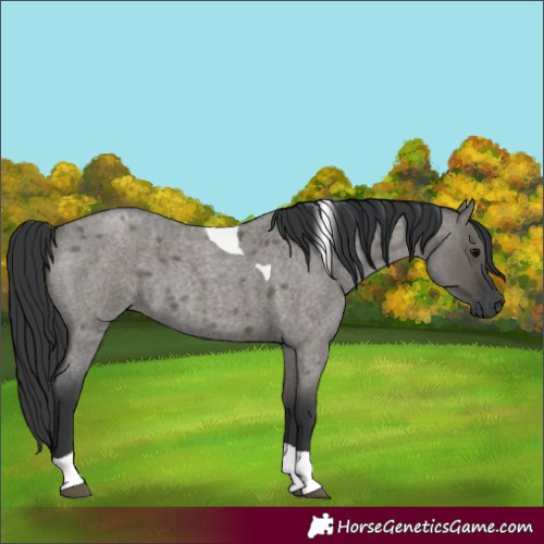 Horse Color:Grullo Roan Tobiano 