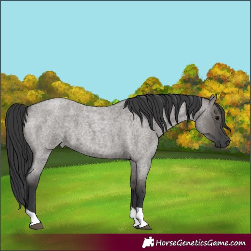 Horse Color:Grullo Roan Tobiano 