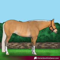 Horse Color:Silver Buckskin Rabicano