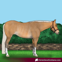 Horse Color:Silver Buckskin Rabicano 