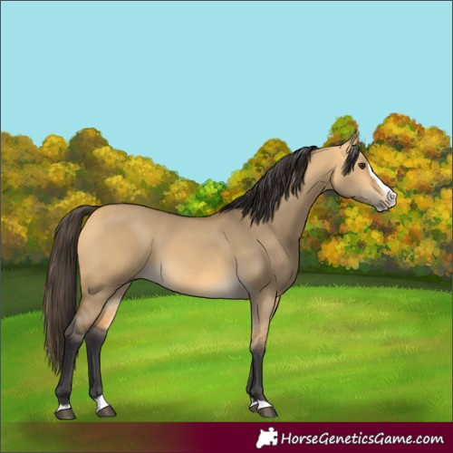 Horse Color:Buckskin Dun Splash