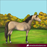Horse Color:Buckskin Dun Splash