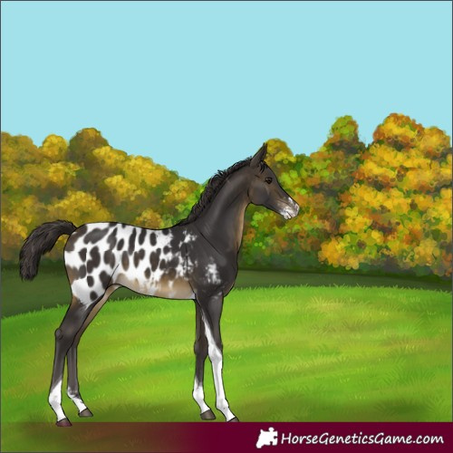 Horse Color:Buckskin Sabino Tobiano Near Leopard 