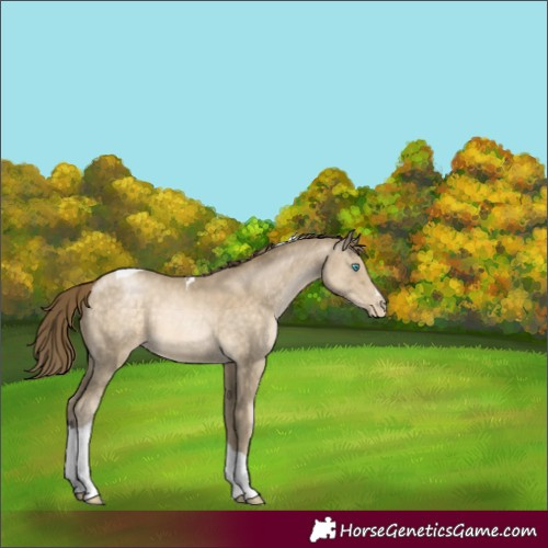 Horse Color:Buckskin Pearl Tobiano 