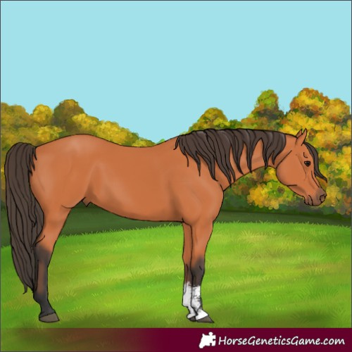 Horse Color:Bay Sabino 