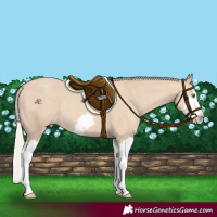 Horse Color:Silver Classic Champagne Dun Splash Frame 