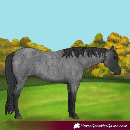 Horse Color:Blue Roan 