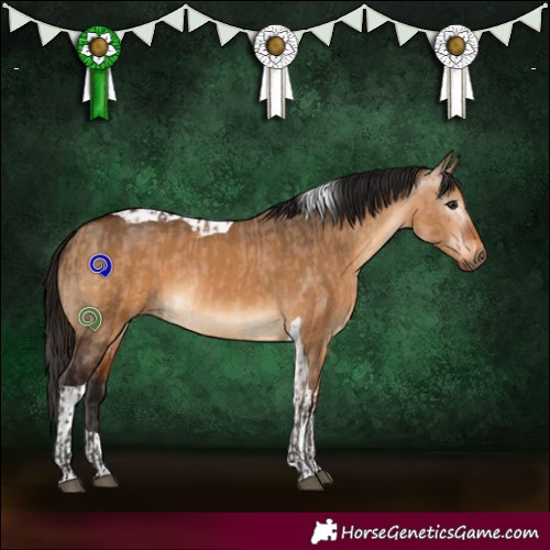 Horse Color:Bay Dun  and Gray Bay Dun Tobiano 