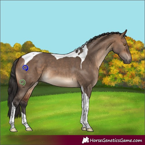 Horse Color:Bay Dun Tobiano
