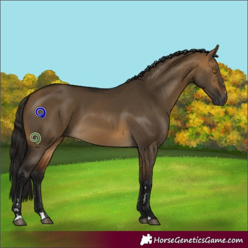 Horse Color:Gray Buckskin Dun 