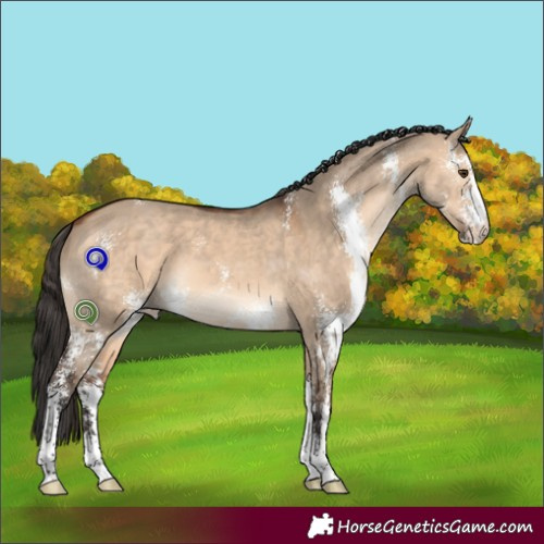 Horse Color:Bay Dun Sabino 